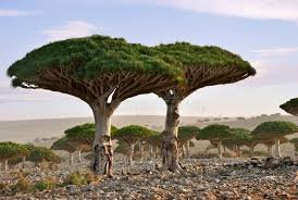 Arbre sang-dragon